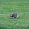 Lonely baby ostrich in a meadow