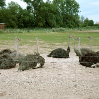 Ostrich clique chilling in their enclosure