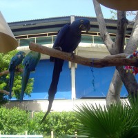 Photo of a blue macaw parrot