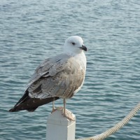 A seagull which looks itself over the shoulder…