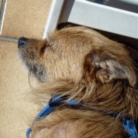 Photo small dozing Dog