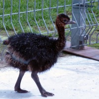 Young ostrich strutting in his gate