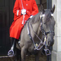 Guardian on horse in London (portrait)